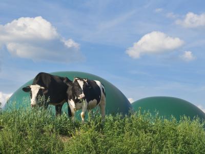 cows in front of biogas plant